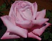 unknow artist Realistic Pink Rose oil